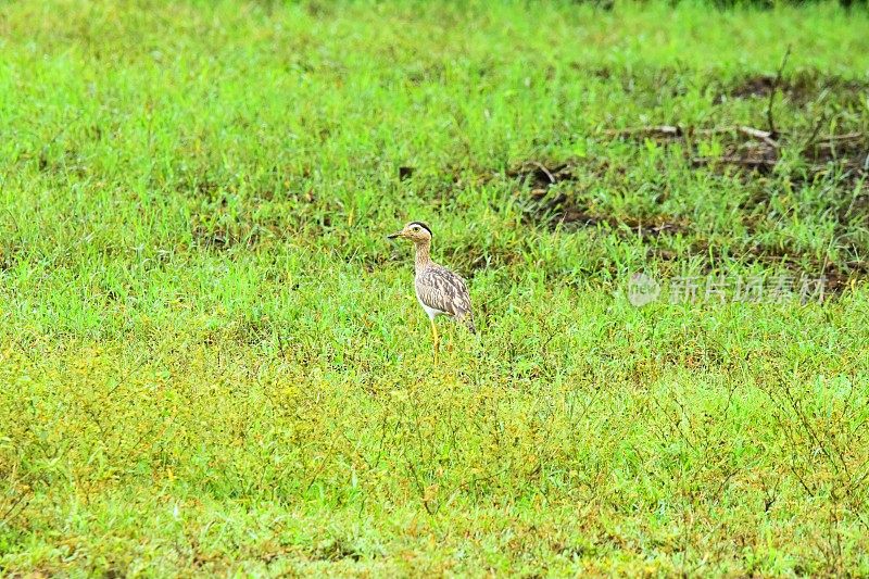 Double-striped Thick-knee